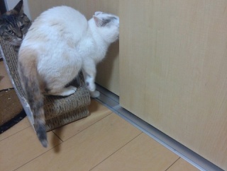 実物のﾈｺﾁｬﾝたちセカンド69