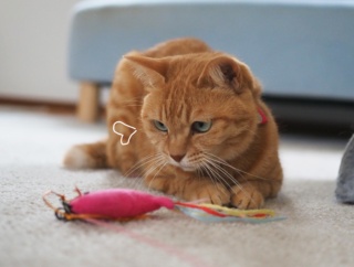 猫じゃらし〜ぃ♪