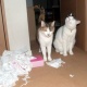 猫を飼いたいんだけど