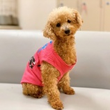 『【犬】その２ トイプードルもこちゃん♀（里親募集中）』の画像