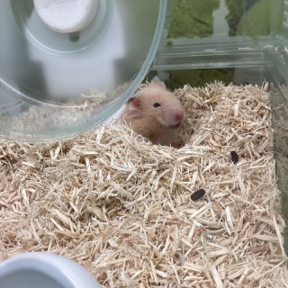 小動物専門店NATURE'S