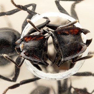 ありんこ日記　AntRoom