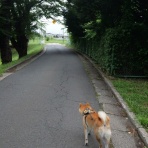 柴わんこと暮らす日々