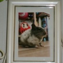 水戸市のデグーはくちゃんの個別火葬・埋葬【ペット火葬・霊園・水戸市】