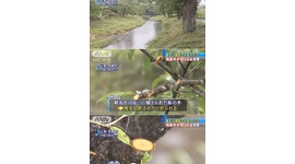 富士山撮影の邪魔？ 桜やモミジ６０本が折られる…新名庄川