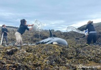 5か月前に失くした結婚指輪を体にはめて泳いでいた魚が発見される カラパイア