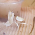 植物に擬態する虫おるやん