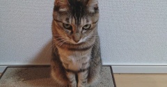 実物のﾆｭｰﾈｺﾁｬﾝスペシャル