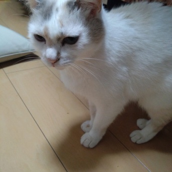 実物のﾈｺﾁｬﾝたちセカンド297