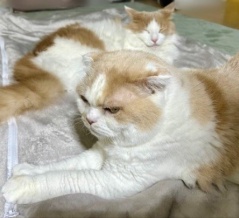 食欲不振のこゆきに寄り添うメルシー