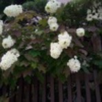 きよこたんの今日のごはん