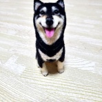 黒柴じじの徒然日誌