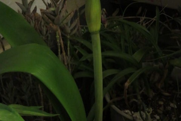 ナス科の地上絵 アマリリス Hippeastrum spp ナス科の地上絵 アマリリス Hippeastrum spp