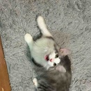 今日のエル君