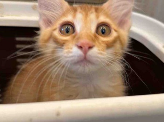 子猫の病院慣れ　20260608