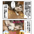 前足・後足骨折子猫さん その後