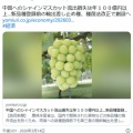 中国へのシャインマスカット流出損失は年１００億円以上…新品種登録前の輸出差し止め権、種苗法改正で創設へ