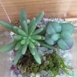『苔フェスに行こう!!』の画像