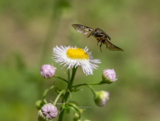 駆け足 - コアオハナムグリなど【2026年4月 茅ヶ崎市】