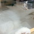ベット春夏セール中