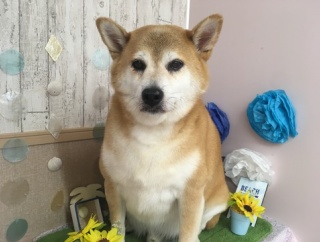 つの丸くん（柴犬）