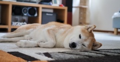 どこでも寝る犬