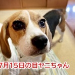 ガオだらけな日々　