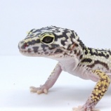 『【新入荷】ニシアフたくさん、オバケも来てます！今週末はサービスデー！』の画像