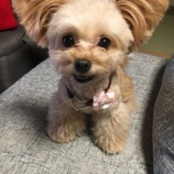 『「大丈夫だからね」 愛犬がくれた、最幸の贈り物』の画像