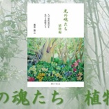 『光の魂たち　植物編Amazonでの販売開始「あとがき」抜粋』の画像