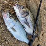 まずめな釣り師の釣行記