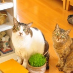 でぶねこ☆めんまさん