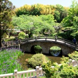 『2025.5『菅原神社』の眼鏡橋とカキツバタ➁ 岡山県笠岡市』の画像