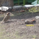 子スズメの独り立ち劇場
