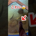 こわい…😱　#こわい　#恐怖映像　#水族館　#魚　#びっくり　#不思議
