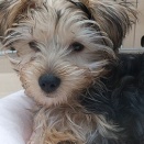 うとうと…ヨークシャーテリアくん
