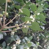 『ようやく柊が満開になりました』の画像