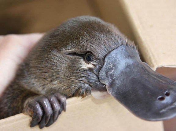 海外「お前らの国の見た目が愉快すぎる動物を教えてくれ！」Part2
