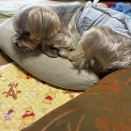 🐶ラッキー　トリミング