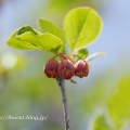 更紗満天星開花