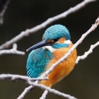 『投稿：コボーグ36EDによるカワセミ２態【追記】　2026/01/11』の画像