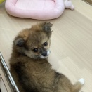 ワンちゃんネコちゃん紹介💝