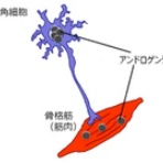 治療と運動｜ATTiVO（アッティーボ）/大阪