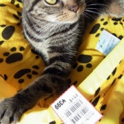 猫ベッドの順番待ちをする大きな猫