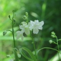 ウチョウラン　初花　緑花交配　その2