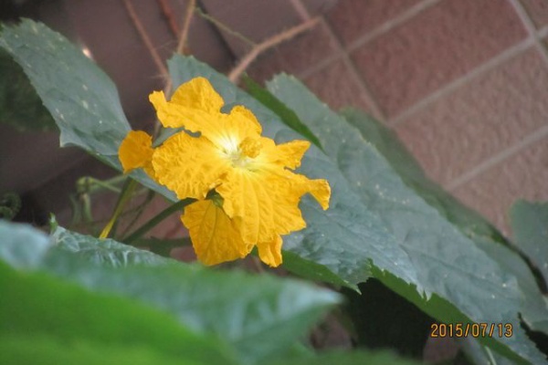 ひろピーの Quot あしあと Quot へちま