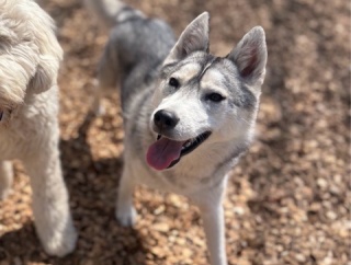 ハスキーのレディちゃんもトライアルへ👌💓👌