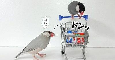 買い物のお供にジルたんを