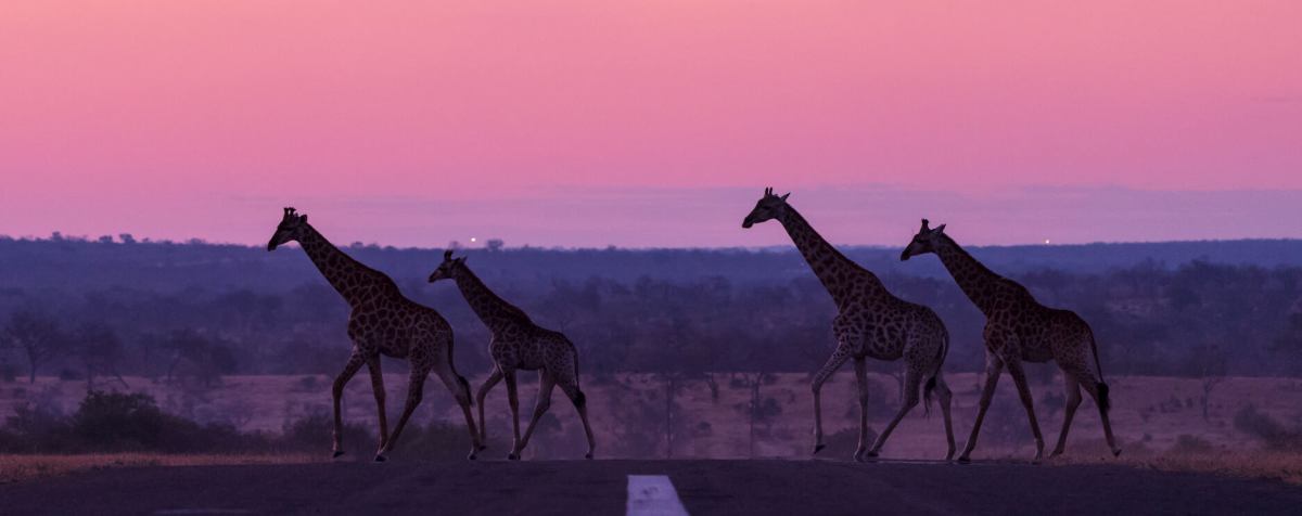 世界の夢の旅行先 あしかがフラワーパーク ふじのはな物語 大人のための絶景アドベンチャー