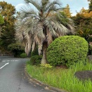 散歩道の裏道